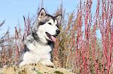 ALASKAN MALAMUTE 051